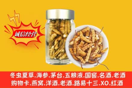 张家口阳原县回收散虫草